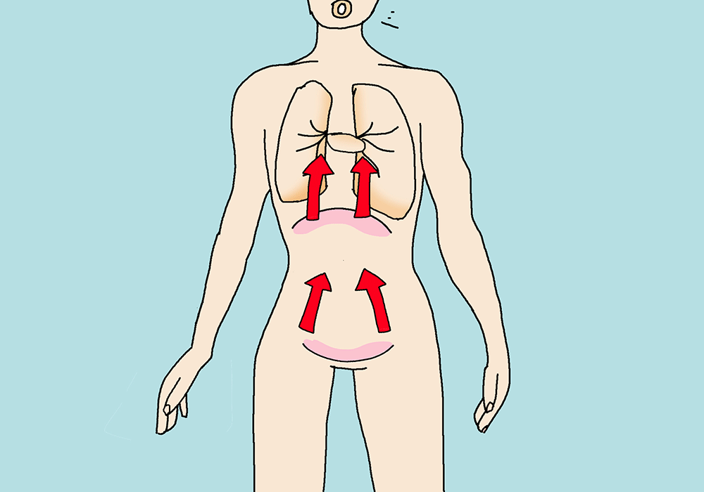 An animated illustration showing a  A human from the front. The lungs, diaphragm and pelvic floor are drawn. Red arrows show the movement in the body during breathing.