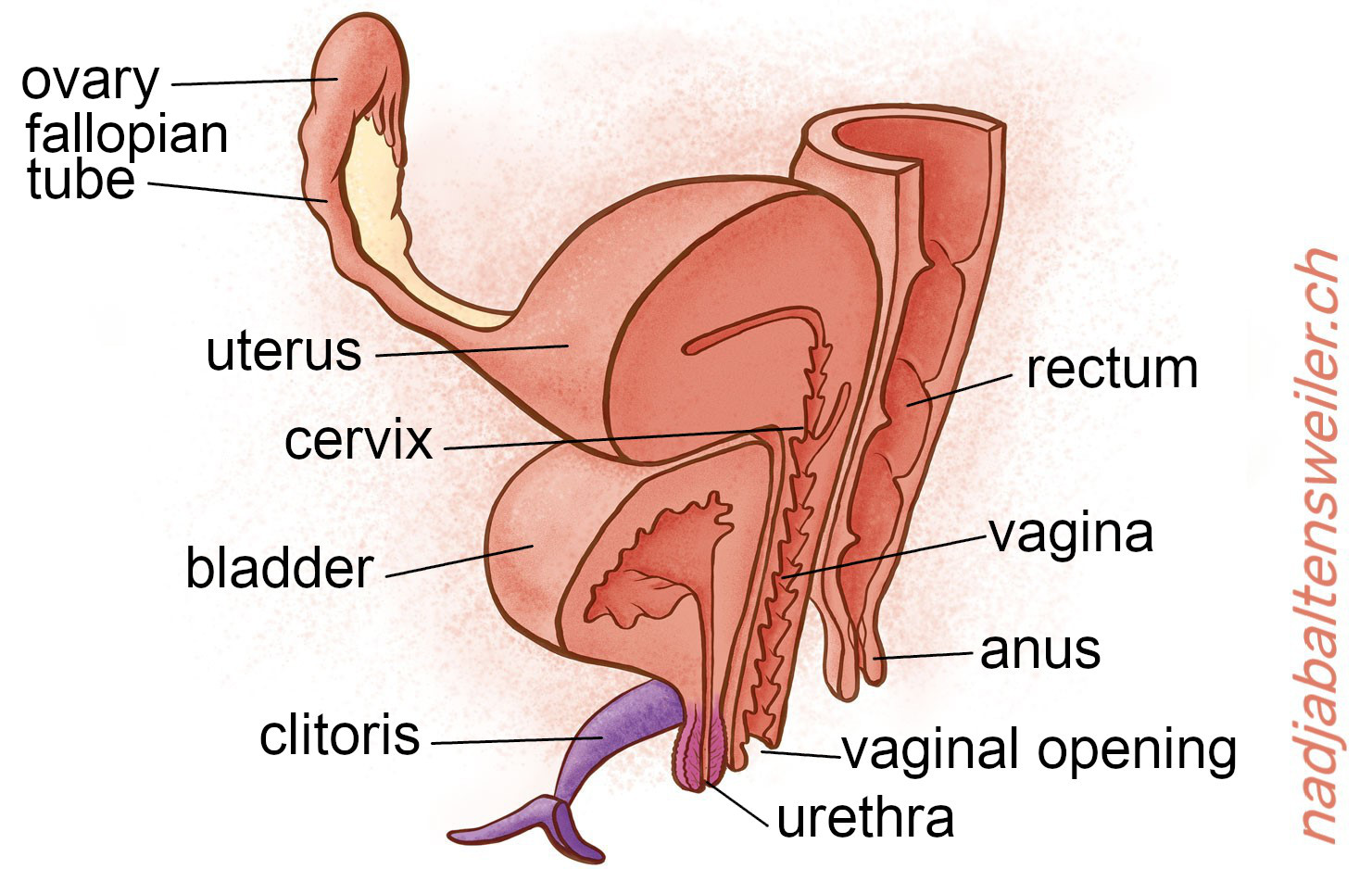 You see a longitudinal section of sexual organs. At the very front is the clitoris with its crura, behind it is the urethra and behind that is the vaginal opening. At the back is the anus. The rectum connects to the top of the anus. At the upper end of the vagina is the cervix, which leads to the uterus. The fallopian tube and the ovary connect to the side of the uterus. Above the urethra lies the bladder. It also lies in front of the vagina and below the uterus.